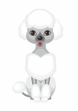 Grey Small poodle. Vector image of a cute purebred dogs in cartoon style.
