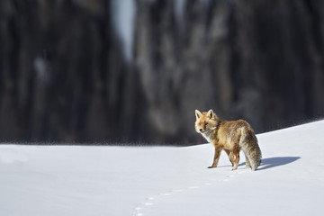 Fototapeta premium Wildlife