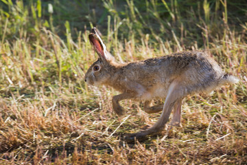 Wildlife