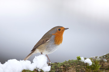 Wildlife