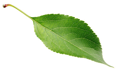 Green apple leaf isolated on white background