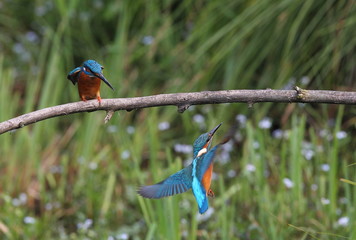 Wildlife