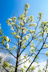 Spring looking up
