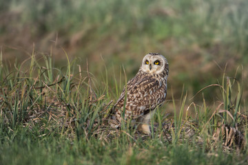 Wildlife