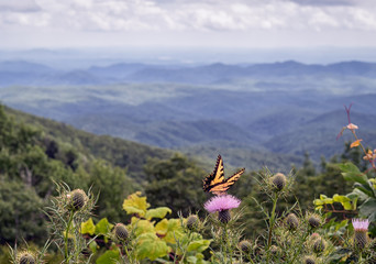 Butterfly on a flower from the Blue Ridge Parkway