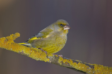 Wildlife