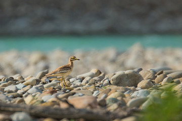 Wildlife