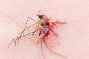 Dead mosquito on hand