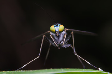 Long Legged Fly