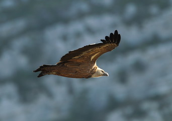 Wildlife
