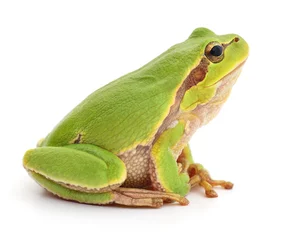 Wall murals Frog Green frog isolated.