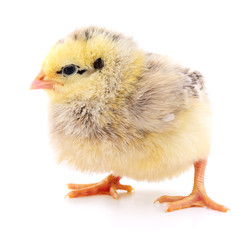 Small yellow chicken.