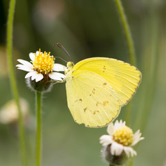 Butterfly on the flower.