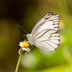 Butterfly on the flower.