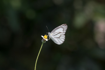 Butterfly on the flower.