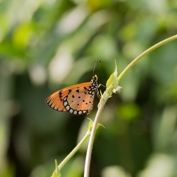 Butterfly Orange,sitting on green leaves