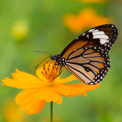 Monarch butterfly seeking nectar on a flower