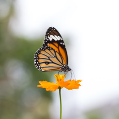 Monarch butterfly seeking nectar on a flower