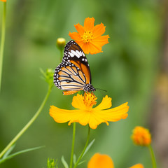 Monarch butterfly seeking nectar on a flower