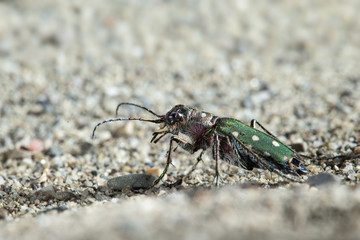 animal