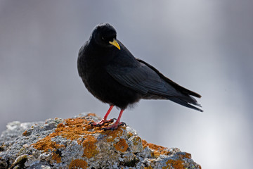 animal
