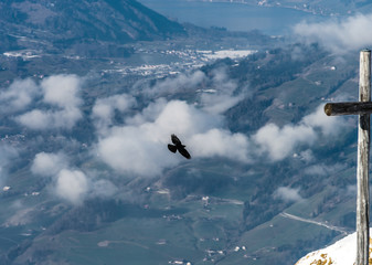 Aerial view of bird flying over the land