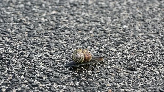 Brown snail crawling on a paved wet road