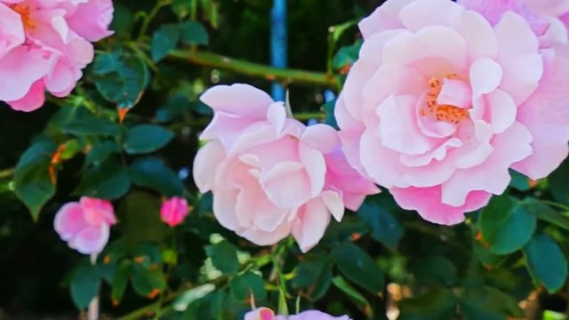 Blooming in the rose garden