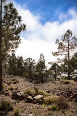 Canarian pines in the clouds