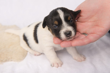 Hunde Welpe - Jack Russell Terrier - 20 Tage alt