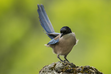 animal