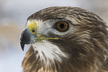 animal