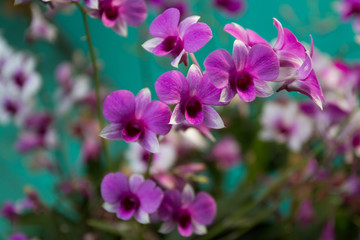 Fototapeta premium Pink orchid in the garden.