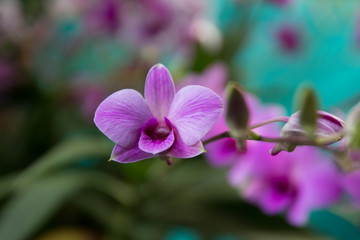 Naklejka na ściany i meble Pink orchid in the garden.