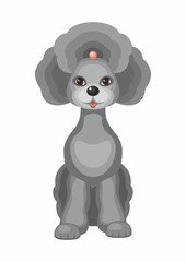 standard poodle. Vector image of a cute purebred dogs in cartoon style.
