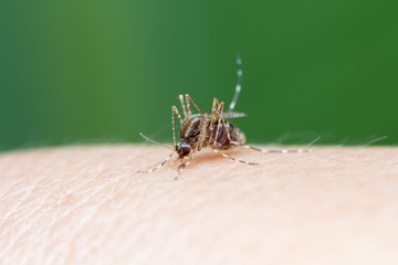 Close up of mosquito sucking blood on green background, Mosquito is carrier of Malaria/ Encephalitis/ Dengue/ Zika virus
