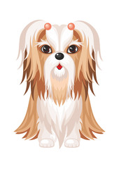 Shih Tzu.Vector image of a cute purebred dogs in cartoon style.