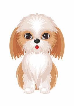 Shih Tzu.Vector image of a cute purebred dogs in cartoon style.