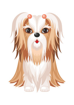 Shih Tzu.Vector image of a cute purebred dogs in cartoon style.