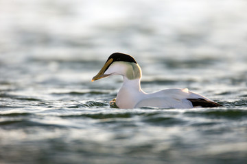 animal