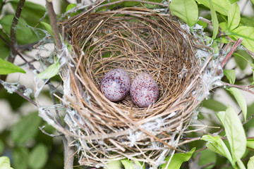 Bird nest on branch with easter eggs for Easter