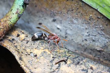 Wasps are brown on water and refueling in summer heat