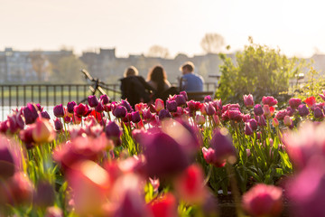 Frühling Tulpen Gegenlicht