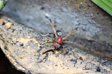 Wasps are brown,Group wasps drinking water from a pond.