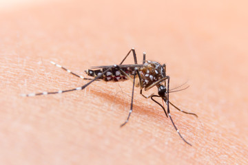 Close-up of a mosquito sucking blood, mosquito causing dengue fever and malaria.