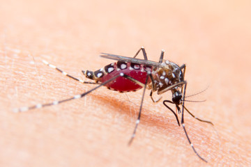 Close-up of a mosquito sucking blood, mosquito causing dengue fever and malaria.