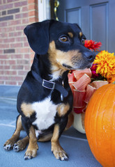 Dog sits beside fall decorations