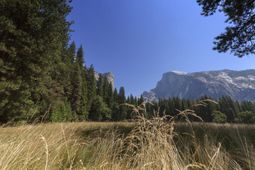 Half Dome Meadow - Afternoon sunlight on golden Half Dome meadow. 