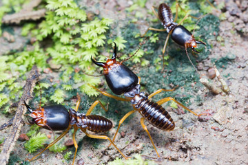 The soldier termite of soil eaters