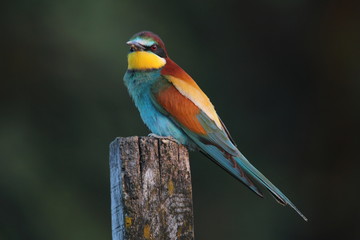animal